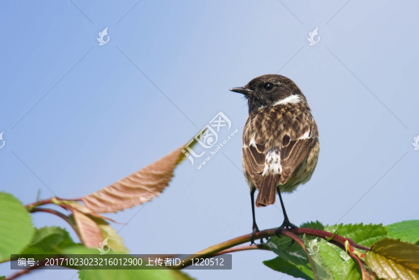 野翁鳥(niǎo)