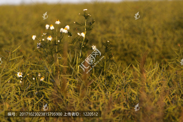 油菜花中的甘菊