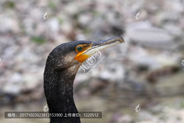 鸕鶿