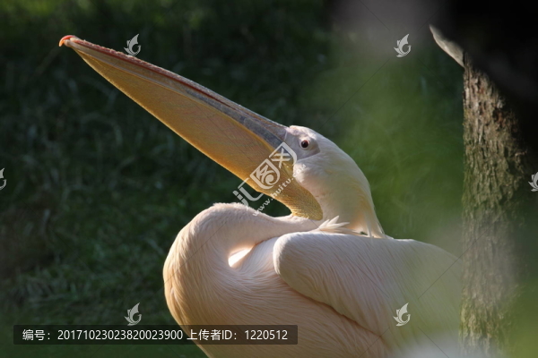 白鵜鶘