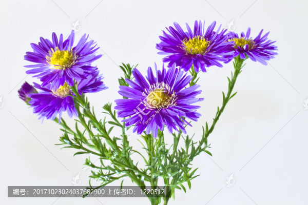 bergaster雅美紫菀