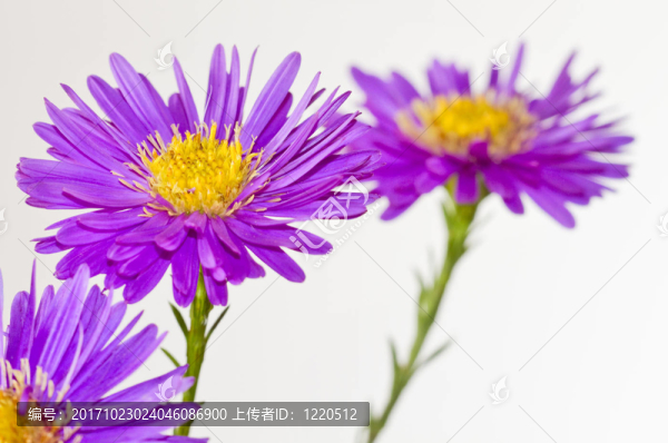 菊科