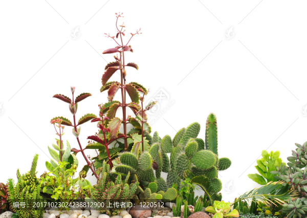 仙人掌前花園