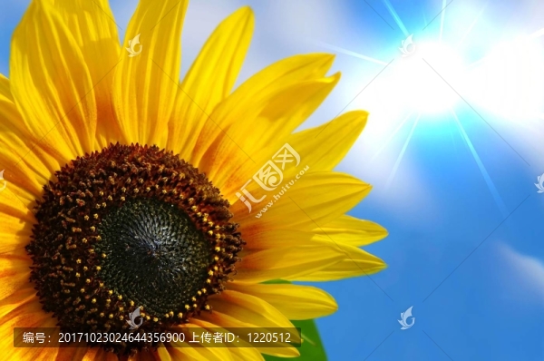 向日葵的陽(yáng)光