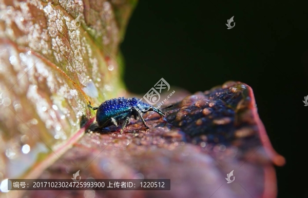 背上有滴的象鼻蟲(chóng)
