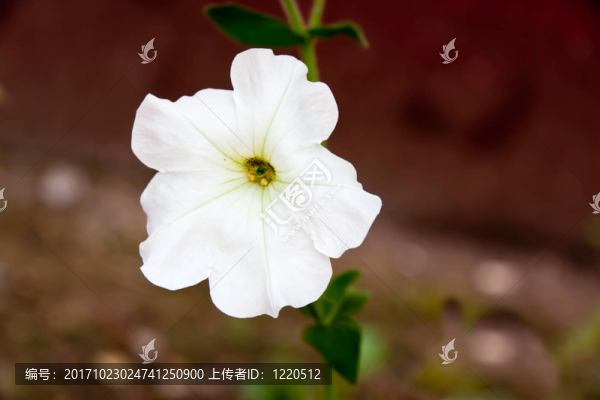 藥蜀葵白錦葵，同源