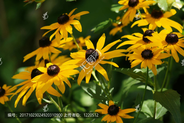 陽臺(tái)上的花