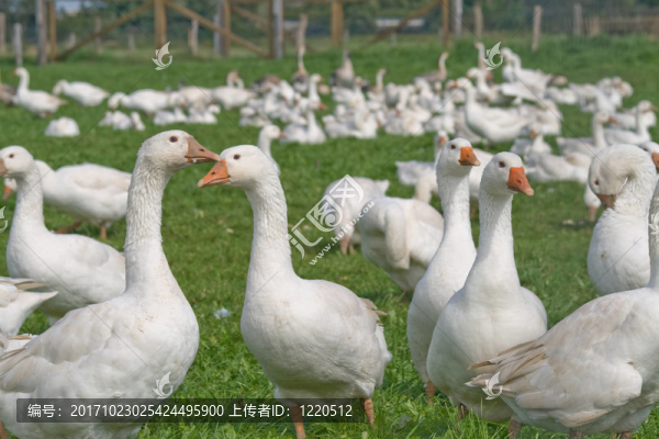 戶外的鵝