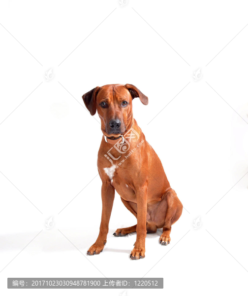 Django