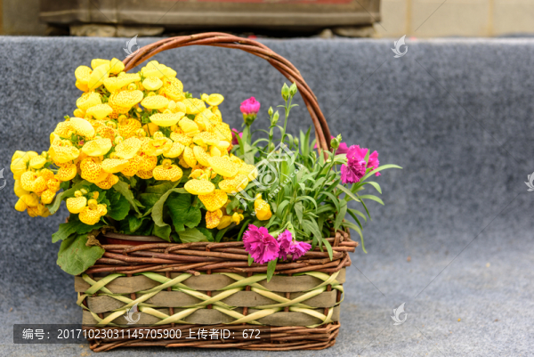 荷包花