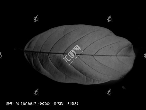 葉子水墨畫,畫,黑白畫