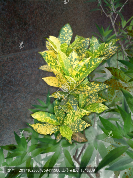 彩色的葉子