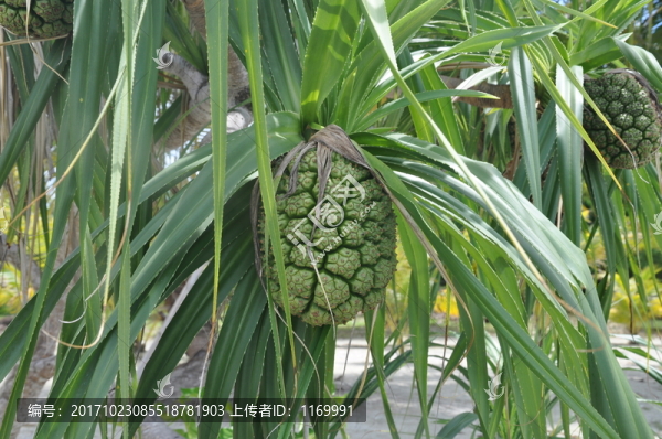 菲律賓,果子
