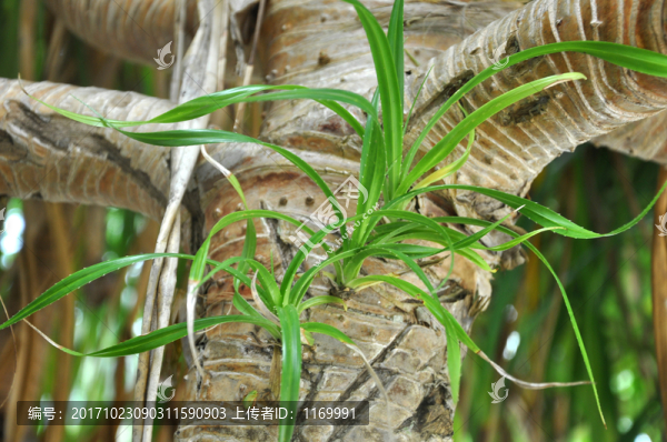 棕櫚樹(shù)芽