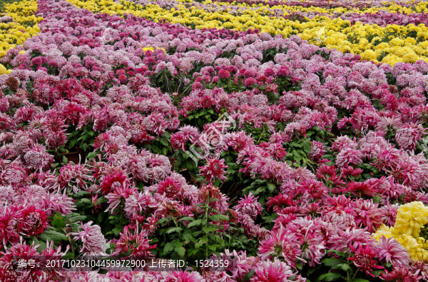 菊花