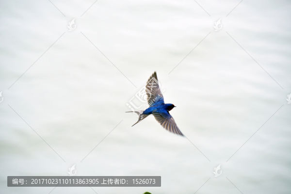 燕子
