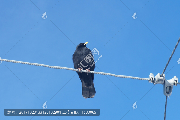 鳥