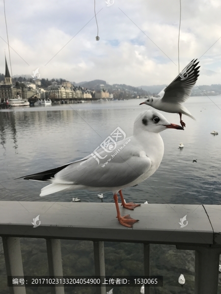 鳥