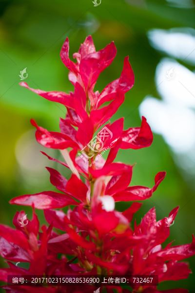 紅色花卉特寫