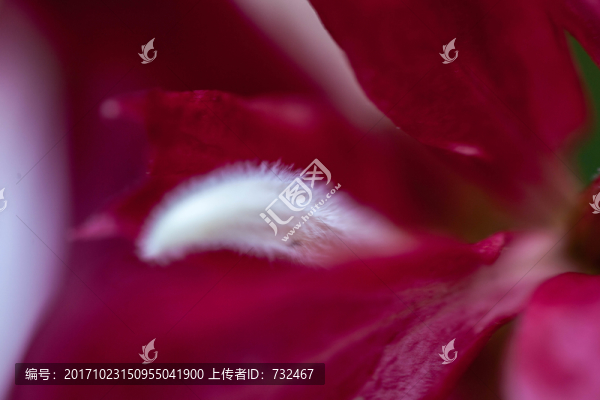 花蕊微距攝影