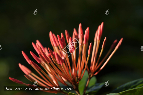 綻放的花蕊