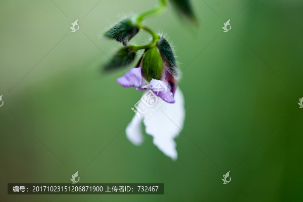 花卉微距攝影