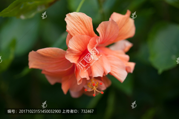 木槿花卉攝影