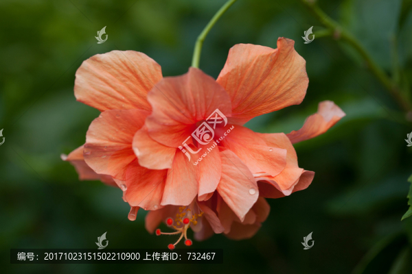 花卉微距特寫