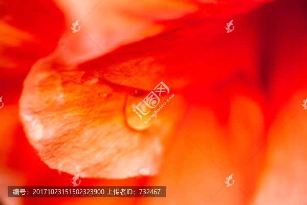 花卉背景特寫