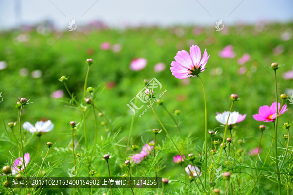 格桑花特寫
