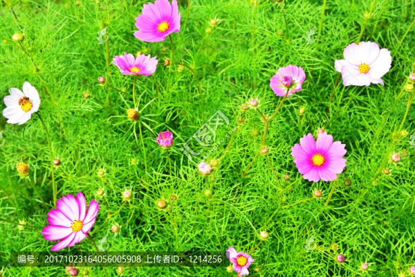 花卉背景