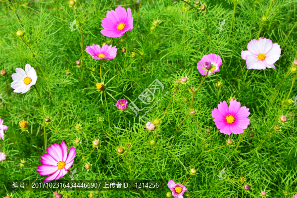 花卉背景