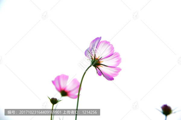 格桑花特寫