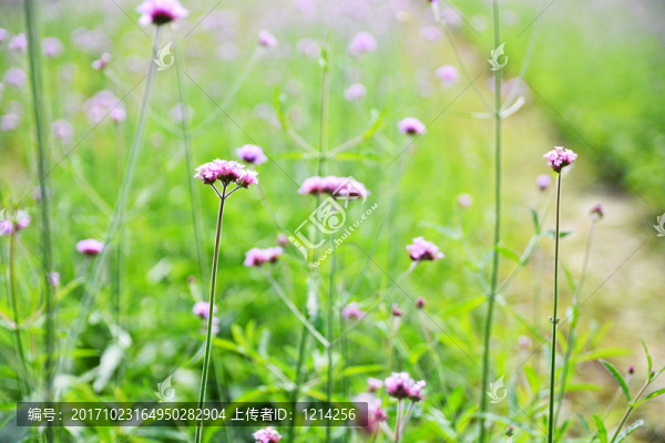 馬鞭草