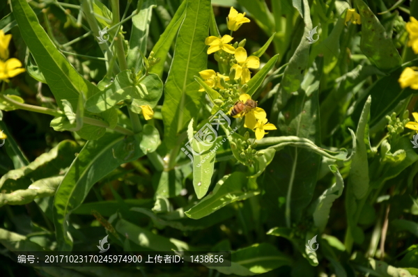 油菜花