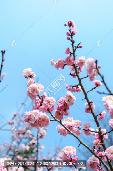 梅花