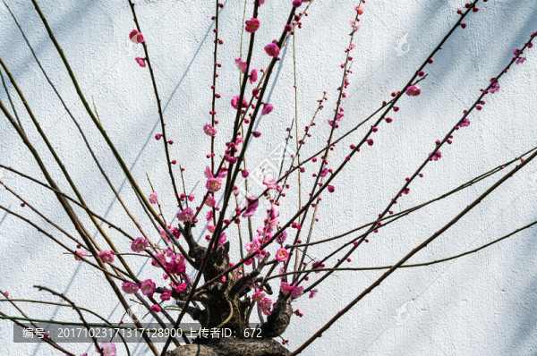 梅花