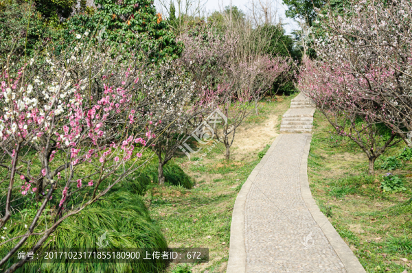 梅花山梅花-匯圖網(wǎng) www.fosd68.com 梅花山梅花