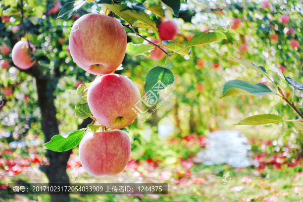 紅蘋果