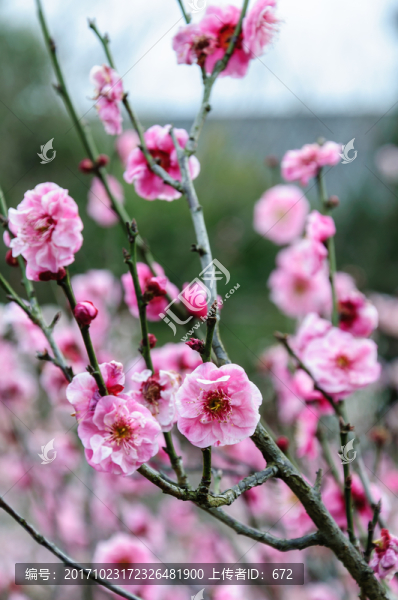 梅花