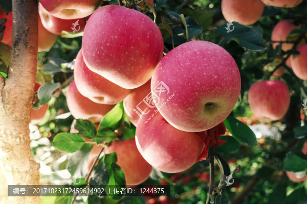 紅蘋(píng)果