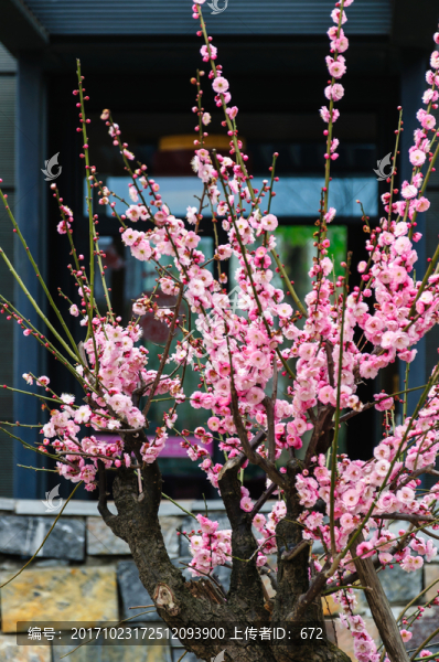 梅花