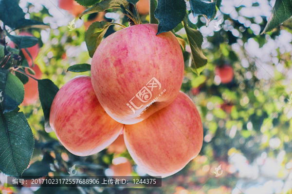 紅蘋(píng)果