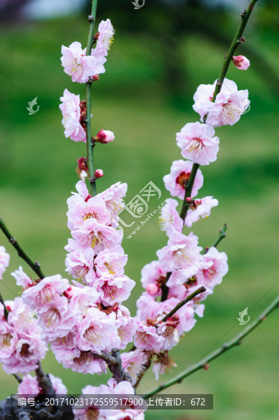 梅花