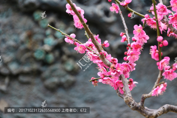梅花