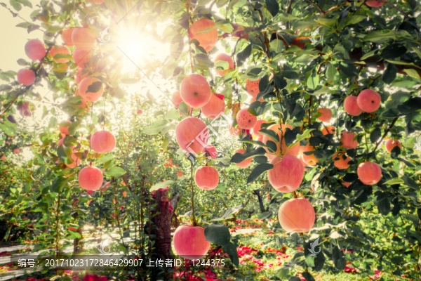 紅蘋果