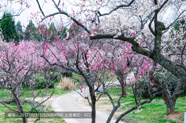 梅花山梅花