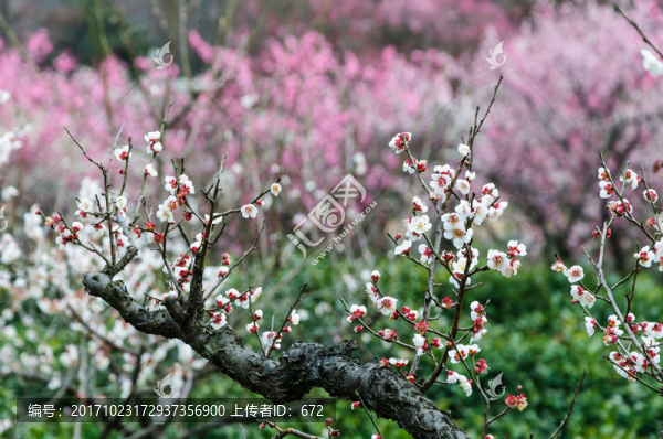 梅花山梅花