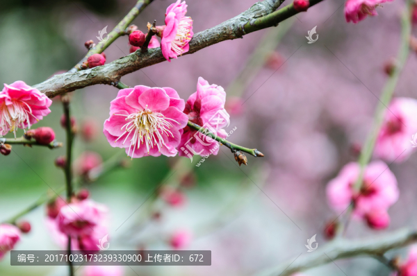梅花
