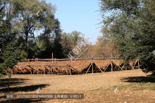 旱煙,煙葉,晾曬,煙草